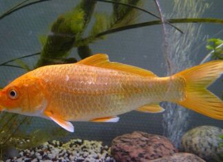 Jakie ulgi przy zakupie hybrydy?